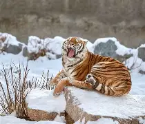 关于?cu朲o'擧堆抍/礷)?遵sL巾惘?q晡*?的信息